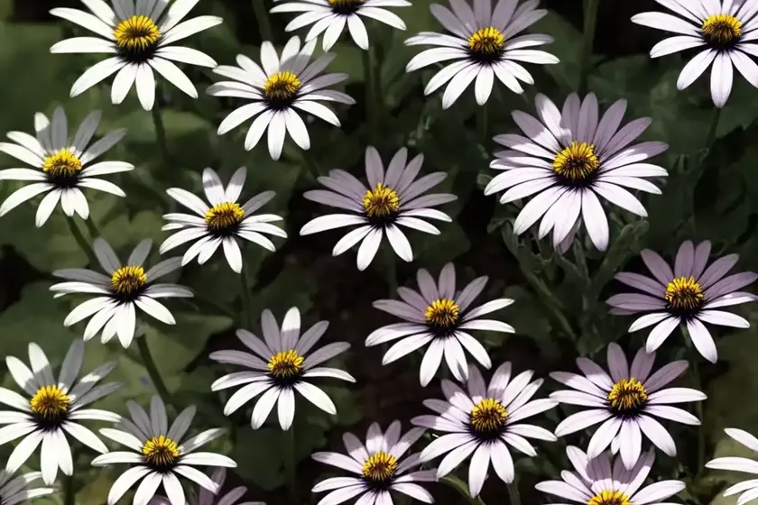 African daisy (osteospermum (group) — photo 3