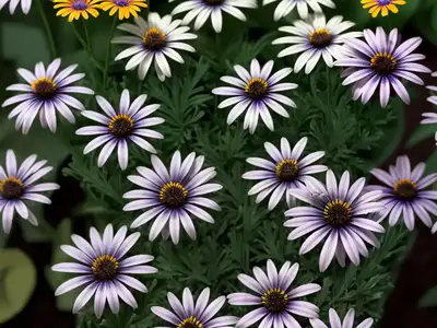 African Daisy (Osteospermum (group)