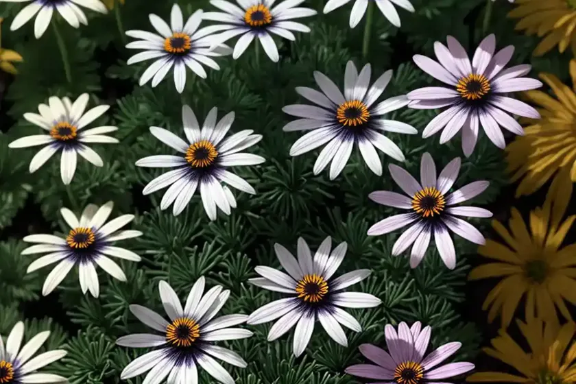 African daisy (osteospermum ‘wildside’) — photo 2