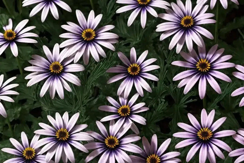 African daisy (osteospermum ‘wildside’) — photo 3