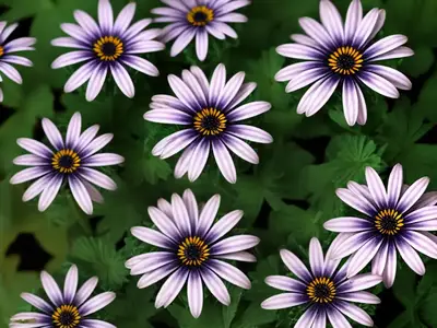 African Daisy (Osteospermum ‘Wildside’)