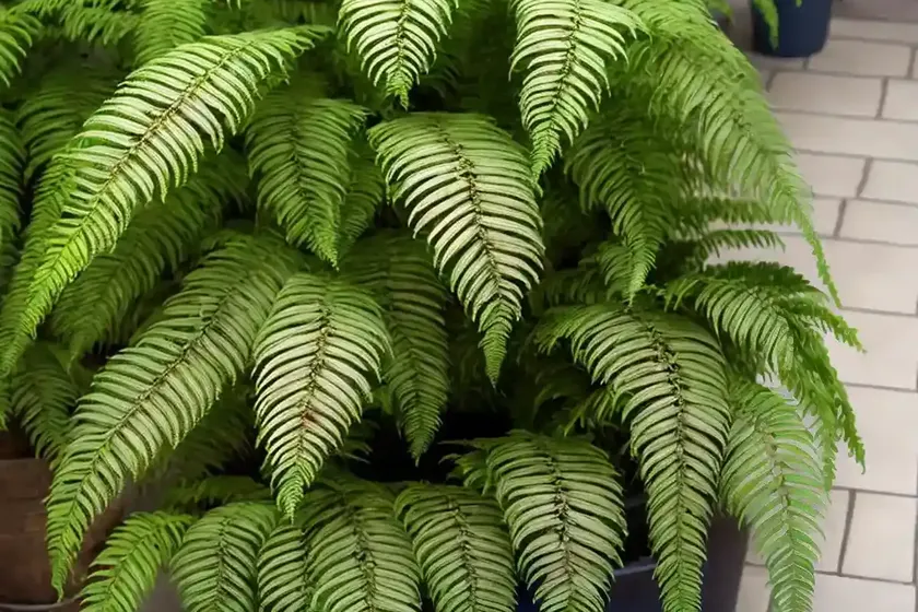 African fern pine (afrocarpus gracilior) — photo 2