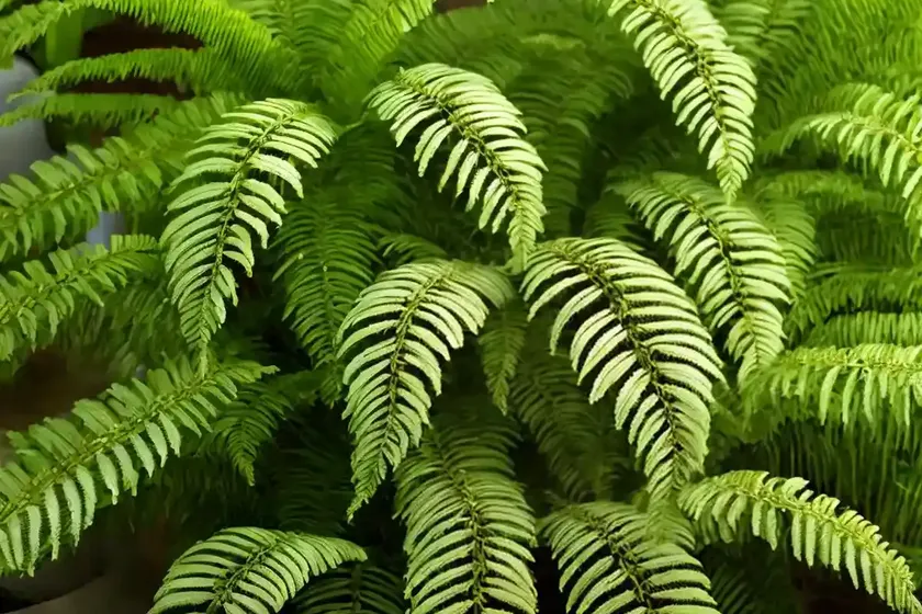 African fern pine (afrocarpus gracilior) — photo 3