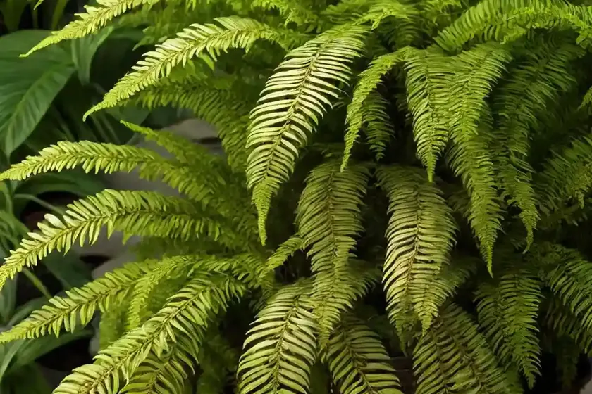 African fern pine (afrocarpus gracilior) — photo 2