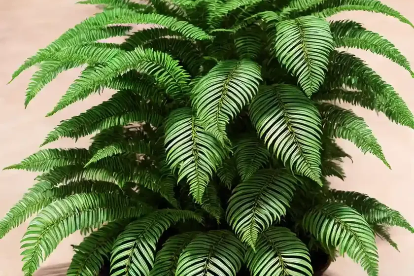 African fern pine (afrocarpus gracilior) — photo 3