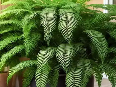 African Fern Pine (Afrocarpus Gracilior)