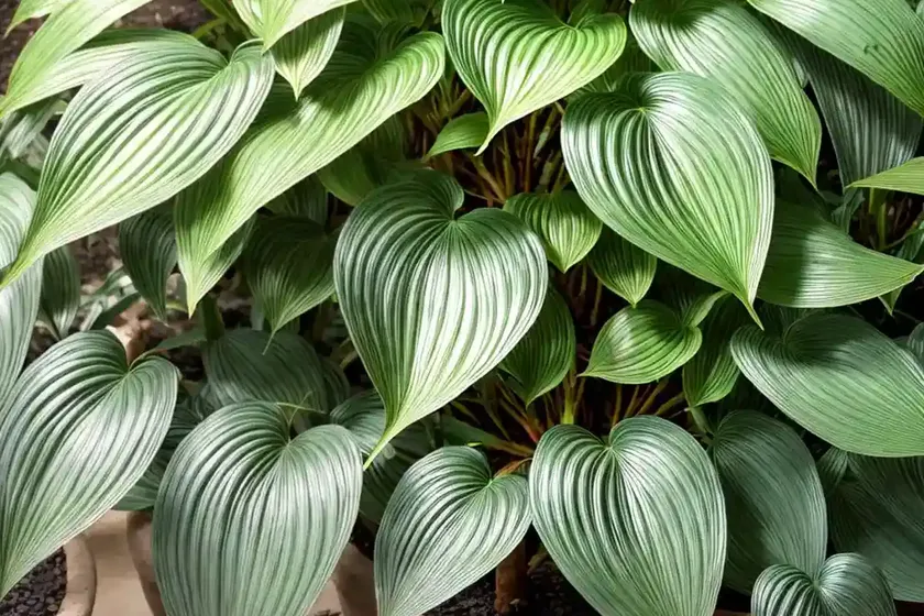 African hosta (drimiopsis maculata) — photo 3