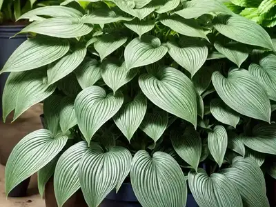 African Hosta (Drimiopsis Maculata)