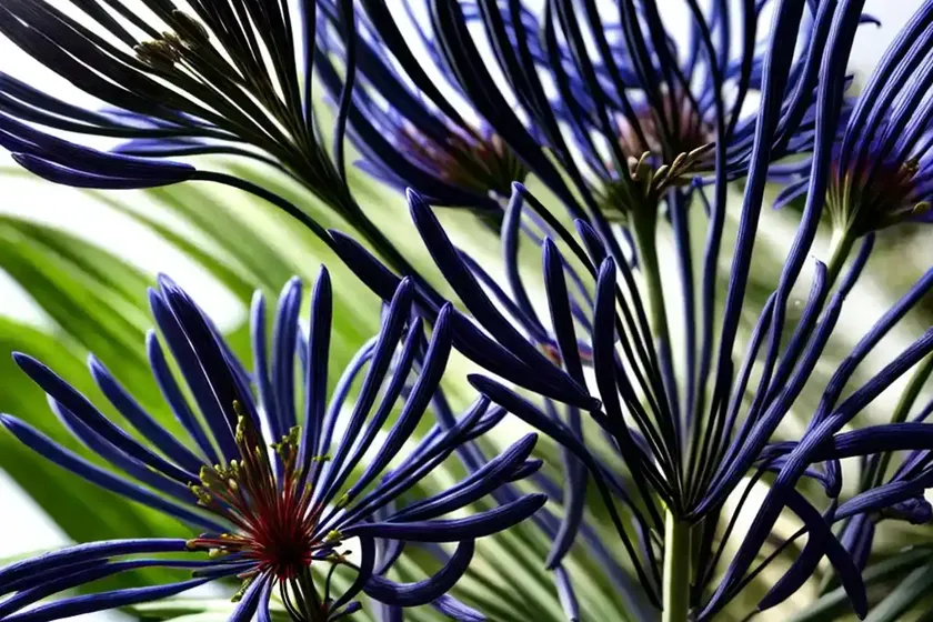 African lily (agapanthus africanus) — photo 3