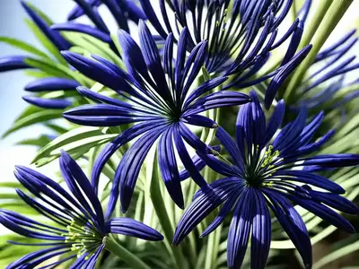 African Lily (Agapanthus Africanus)