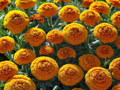 African Marigold (Tagetes Erecta)