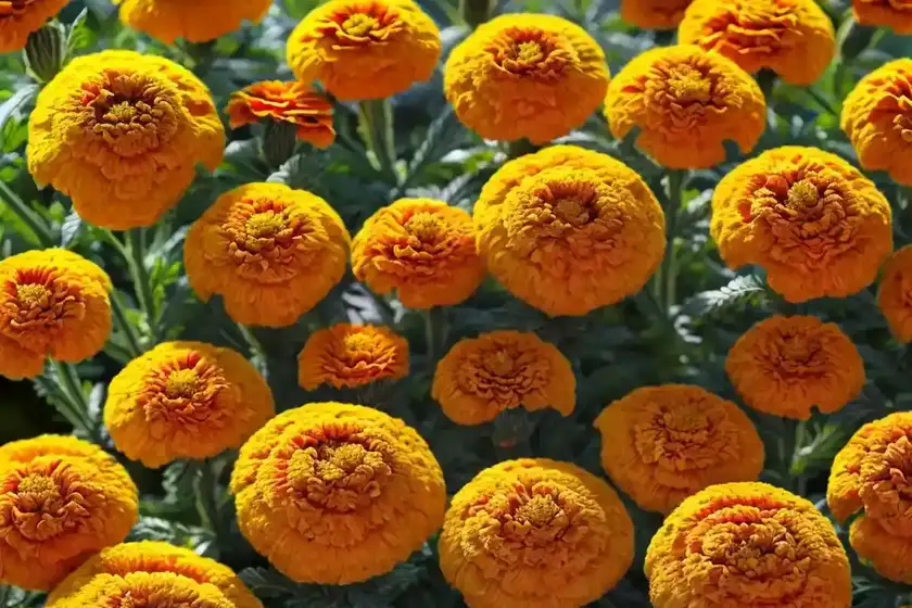 African marigold (tagetes erecta)