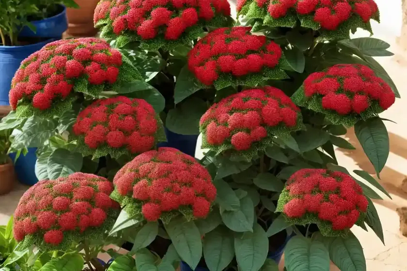 African milk bush (euphorbia umbellata) — photo 3