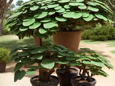 African Milk Tree (Euphorbia Trigona)