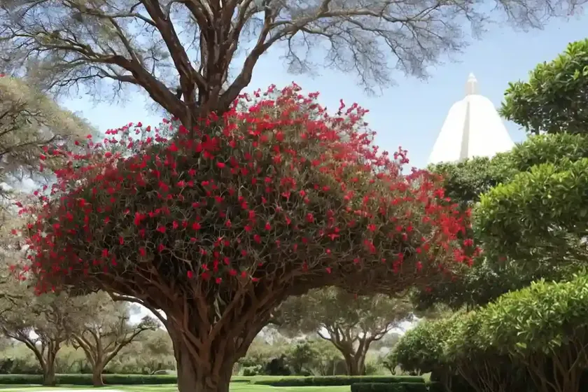 African tuliptree (spathodea campanulata) — photo 2