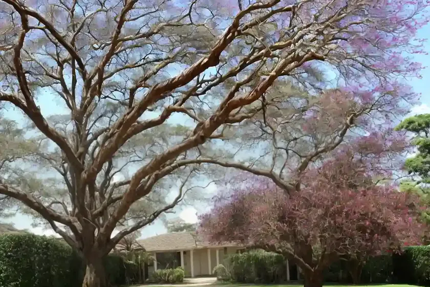 African tuliptree (spathodea campanulata) — photo 3