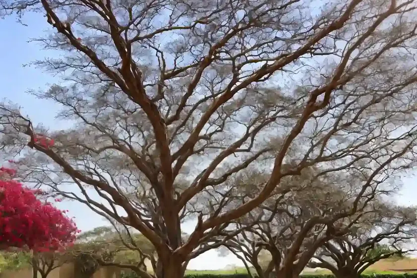 African tuliptree (spathodea campanulata) — photo 3