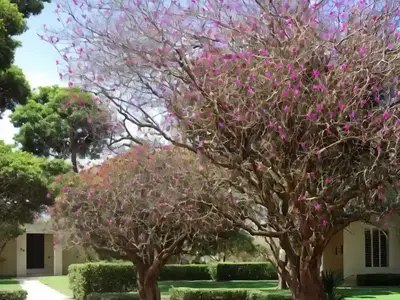 African Tuliptree (Spathodea Campanulata)