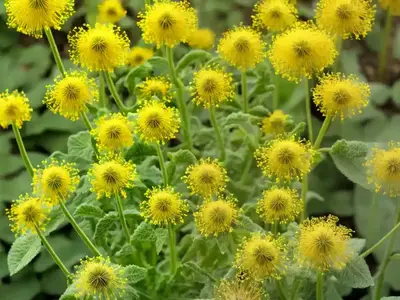 African Turnip Weed (Sisymbrium Runcinatum)