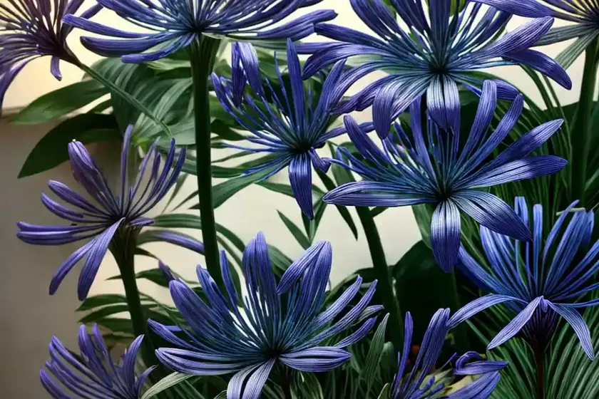 Agapanthus africanus (african lily) — photo 2