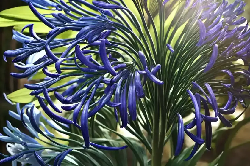 Agapanthus africanus (african lily) — photo 3