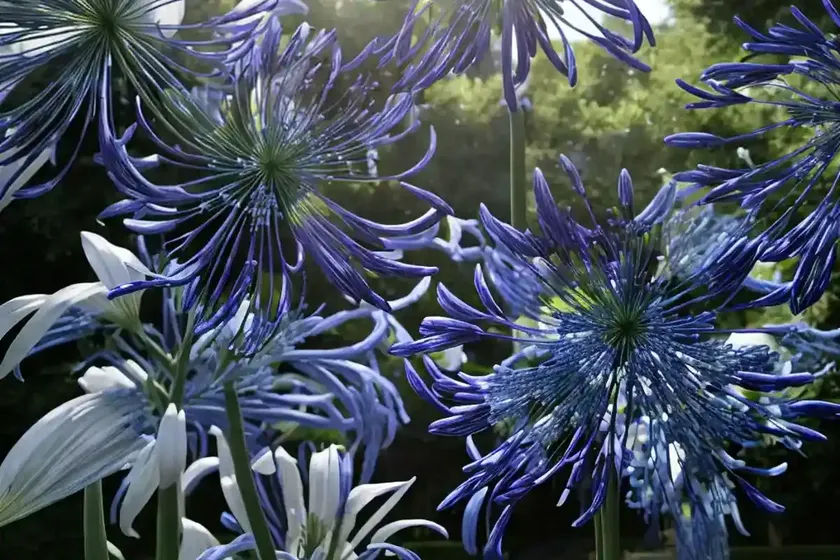 Agapanthus (agapanthus) — photo 2
