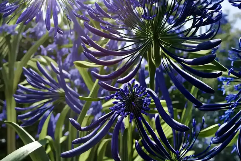 Agapanthus (agapanthus) — photo 3