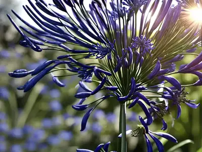 Agapanthus (Agapanthus)
