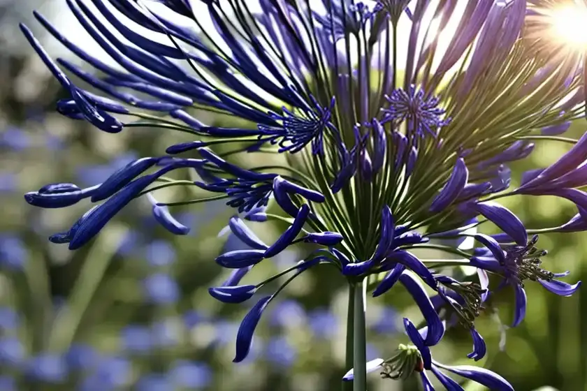 Agapanthus (agapanthus)