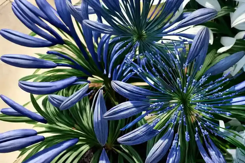 Agapanthus ‘arctic star’ (african lily) — photo 2