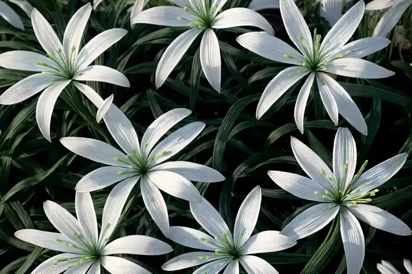 Agapanthus ‘arctic star’ (african lily) — photo 3