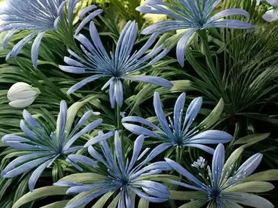Agapanthus ‘Arctic Star’ (African Lily)