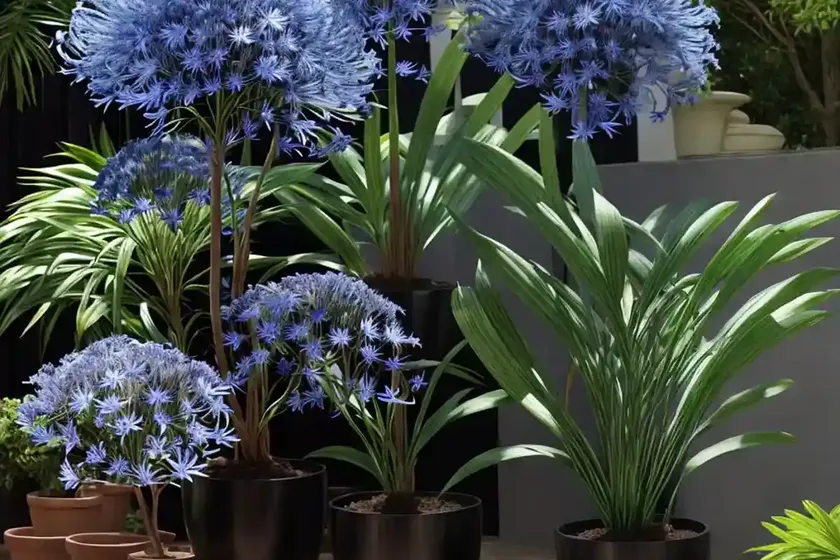 Agapanthus ‘black buddhist’ (african lily) — photo 3