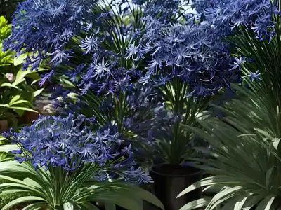 Agapanthus ‘Black Buddhist’ (African Lily)