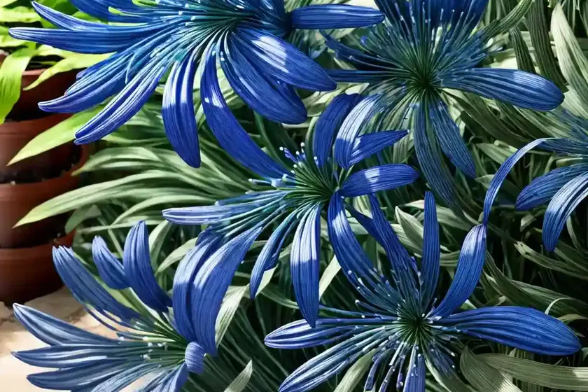 Agapanthus ‘blue heaven’ (african lily) — photo 2