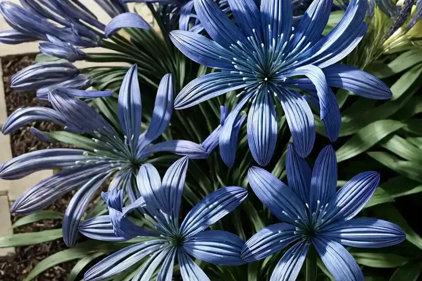 Agapanthus ‘blue heaven’ (african lily) — photo 3