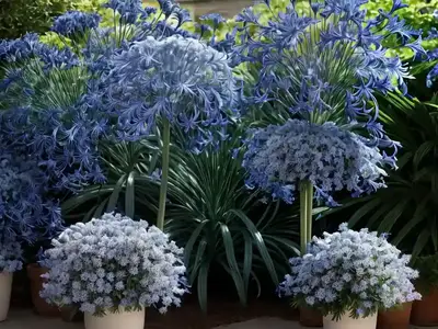 Agapanthus ‘Blue Heaven’ (African Lily)