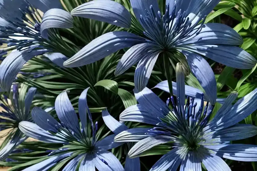 Agapanthus ‘bressingham blue’ (african lily) — photo 2