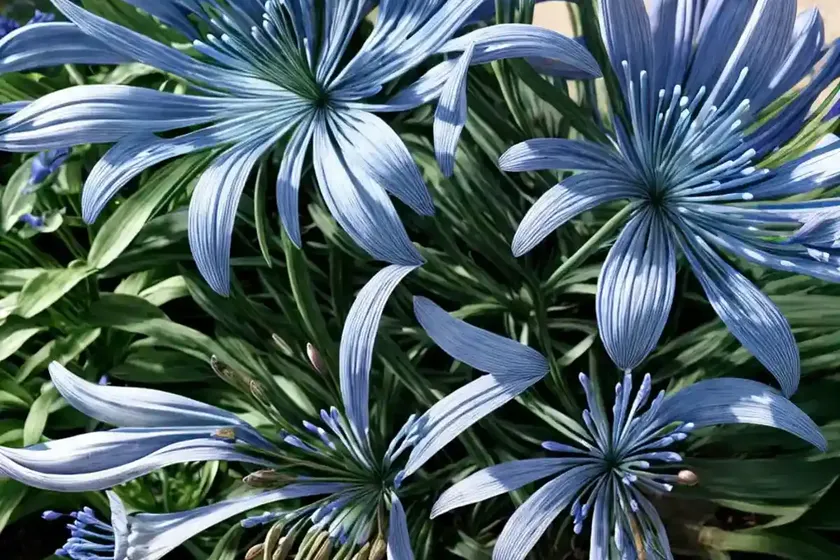 Agapanthus ‘bressingham blue’ (african lily) — photo 3