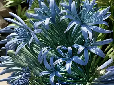 Agapanthus ‘Bressingham Blue’ (African Lily)
