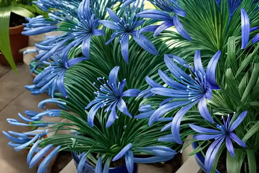 Agapanthus brilliant blue (african lily) — photo 2