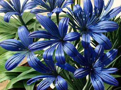 Agapanthus Brilliant Blue (African Lily)