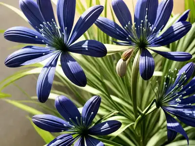Agapanthus Doctor Brouwer (African Lily)