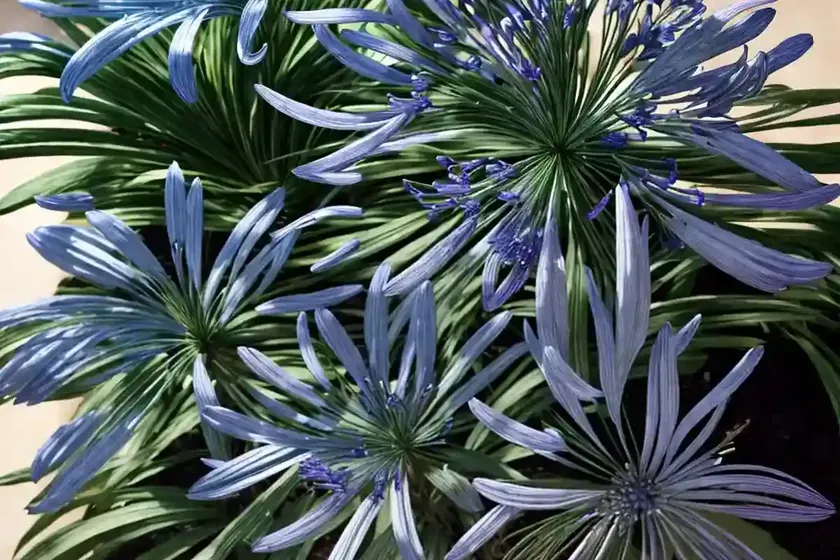 Agapanthus ‘donau’ (african lily) — photo 2