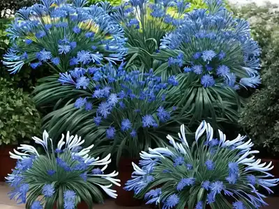 Agapanthus ‘Donau’ (African Lily)