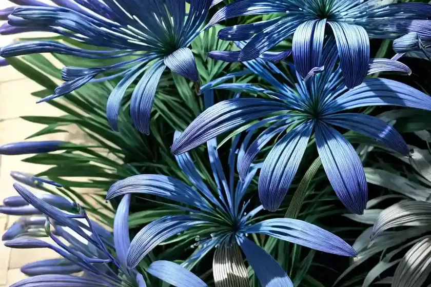 Agapanthus ever sapphire (african lily) — photo 2