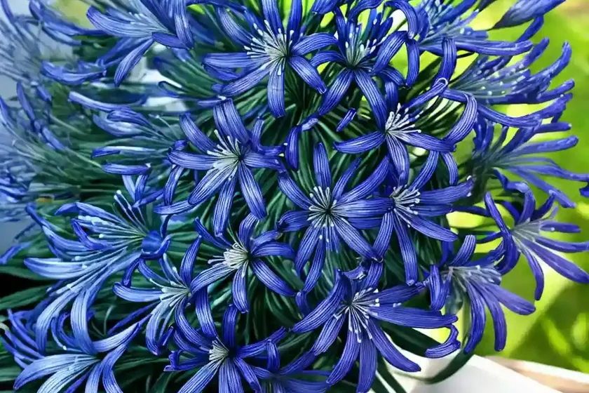 Agapanthus ever sapphire (african lily) — photo 3