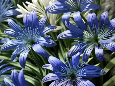 Agapanthus Ever Sapphire (African Lily)