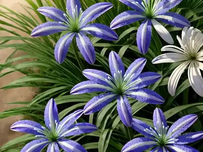 Agapanthus Fireworks (African Lily)