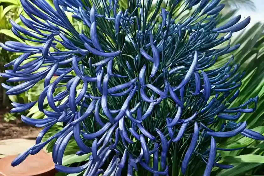 Agapanthus headbourne hybrids (african lily) — photo 2
